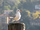 "2^ escursione-lezione di fotografia in montagna a Monte Isola sul Lago d'Iseo il 25 ottobre 2009" 